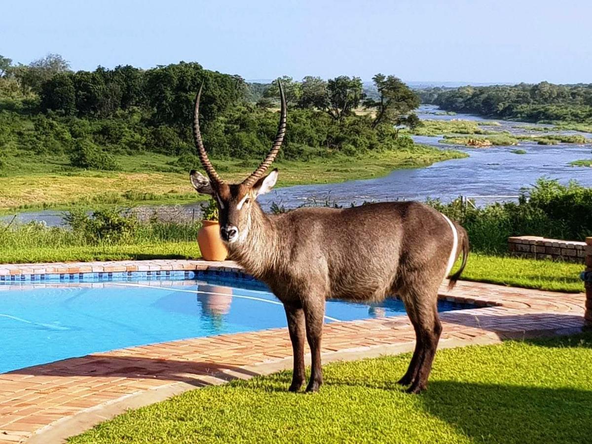 Kruger View Tree House Villa Marloth Park Exterior photo